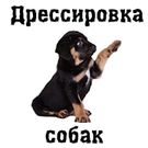 Скачать разблокированную Дрессировка собак на Андроид бесплатно по ссылке на apk