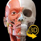 Скачать русскую Мышцы | Скелет - 3D Атлас анатомии на Андроид бесплатно прямая ссылка на apk