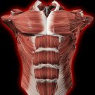 Скачать полную мышечная система в 3D (анатомия) на Андроид бесплатно по ссылке на apk