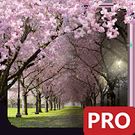Скачать разблокированную Цветение Сакуры Живые Обои на Андроид бесплатно по ссылке на файл apk