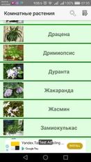 Скачать полную Комнатные растения на Андроид бесплатно по ссылке на apk
