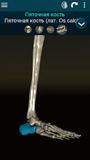 Скачать разблокированную Osseous System 3D (анатомия) на Андроид бесплатно по ссылке на apk