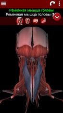 Скачать полную мышечная система в 3D (анатомия) на Андроид бесплатно по ссылке на apk