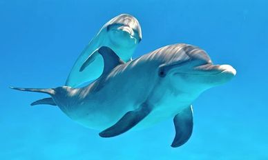 Скачать полную Дельфины живые обои на Андроид бесплатно прямая ссылка на apk