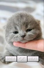Скачать разблокированную Cute Cat Wallpaper HD на Андроид бесплатно по ссылке на apk